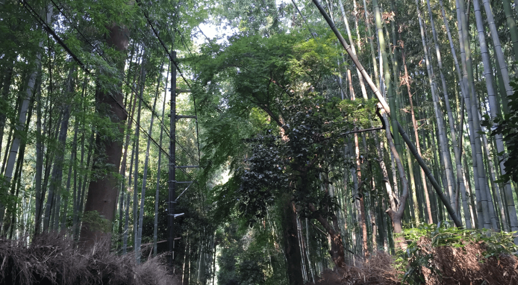 Bosque de bambú de Arashiyama