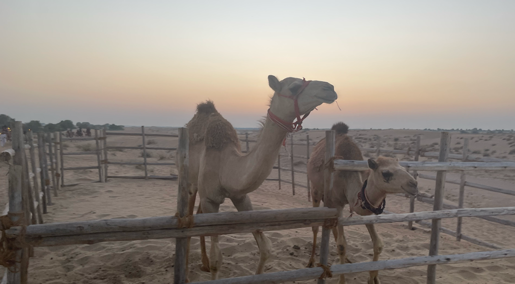 Camellos en el campamento