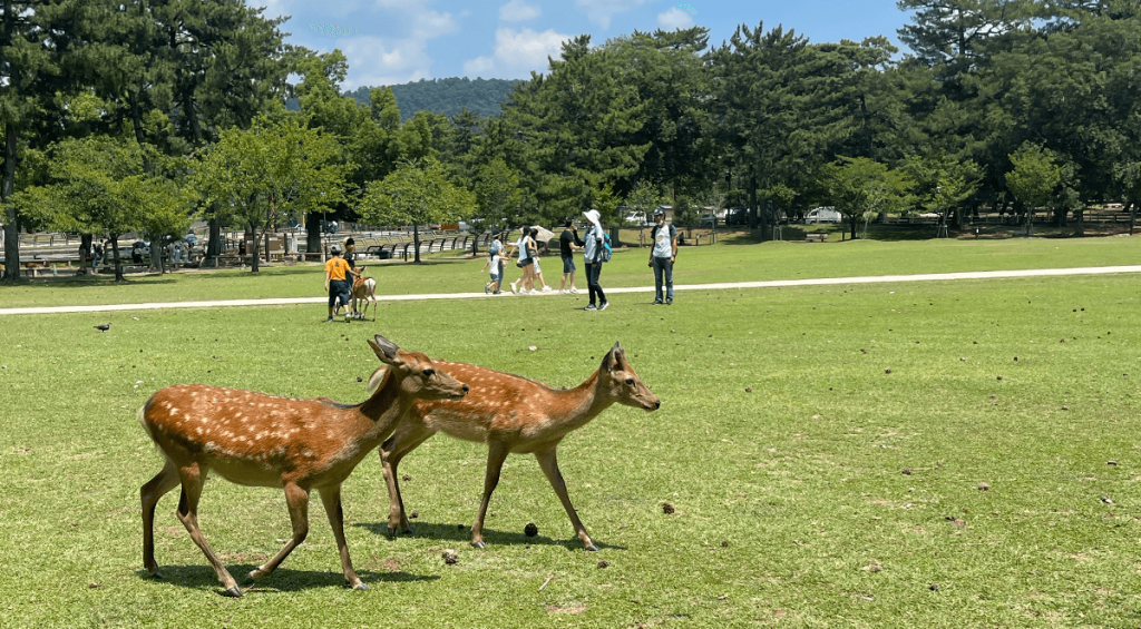 Parque de Nara