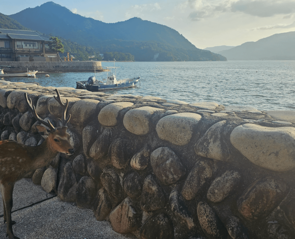 ¿Cómo ir de Kioto a Miyajima?