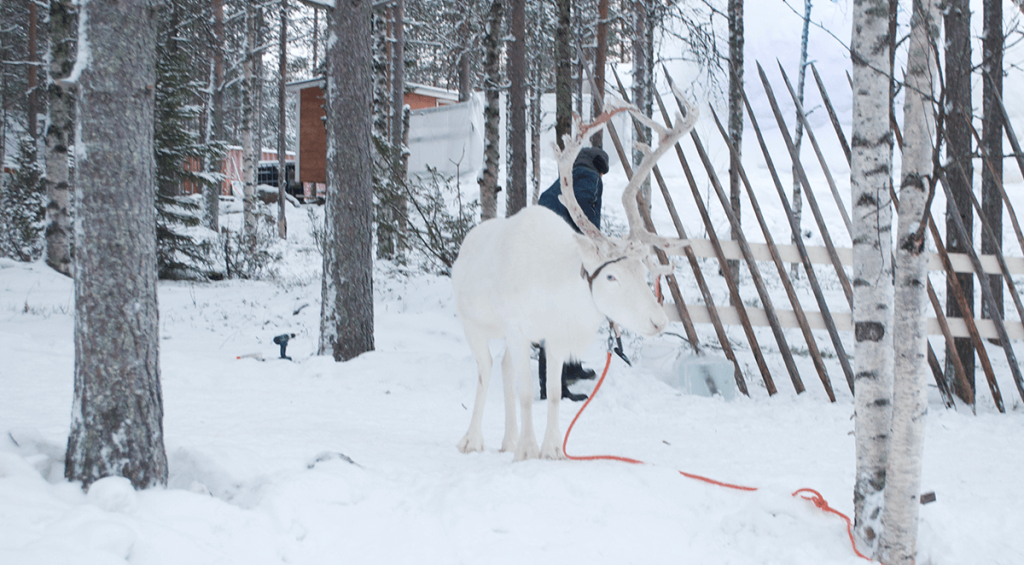 Santa Claus Reindeer Resort