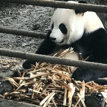 Centro de Conservación y Cría de Osos Pandas en Chengdú