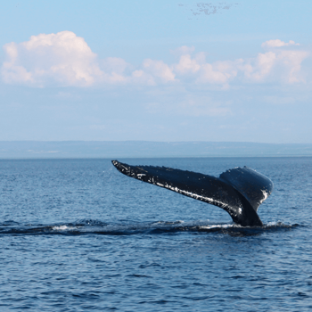 Excursión para avistar ballenas en Tadoussac desde Quebec